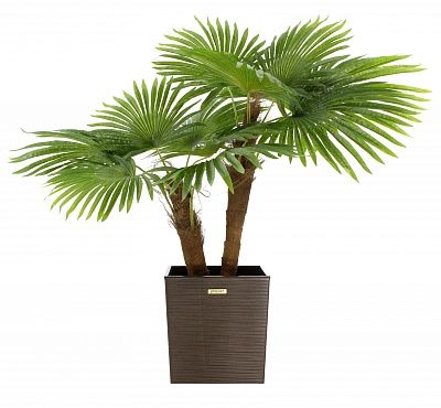 Washingtonia Karo Cachepot Dekollete Clasico 30