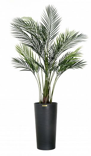 Date palm Kariba cachepot Dekollete Serso 46