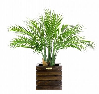 Palm Pichino Fitta cachepot Dekollete Bandas 20