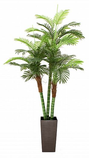 Date palm Aragon cachepot Dekollete Kuno 46