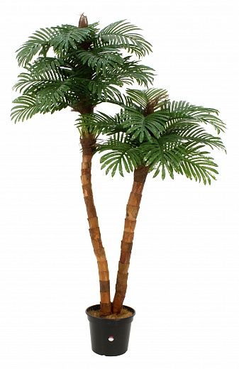 Amara date palm