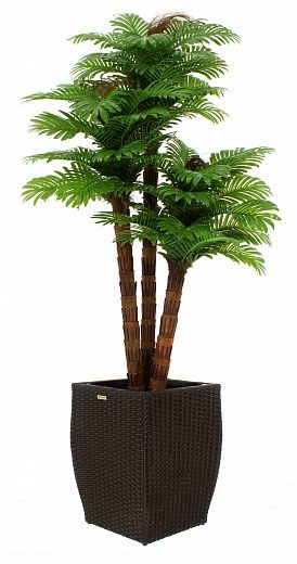 Date palm Tiala cachepot Dekollete Rattan Cube 32 color