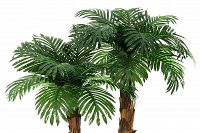 Palm Linara cachepot Dekollete Rattan Cube 50