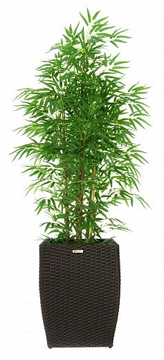 Bamboo Cada Cachepot Dekollete Rattan Cube 32