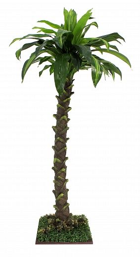 Dracaena Miami available 1 piece