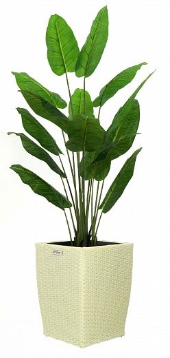 Banana Perey 150 cachepot Dekollete Rattan Cube 39 available to order 2 pieces