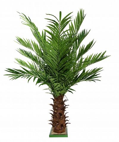 Date Palm Dover