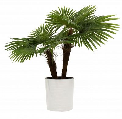 Washingtonia Karo Cachepot Dekollete Clasico 30