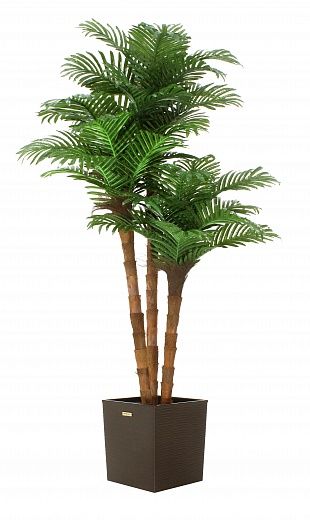 Date palm Atwood cachepot Dekollete Clasico 30