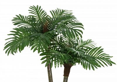 Date palm Bogora cachepot Dekollete Rattan Cube 32