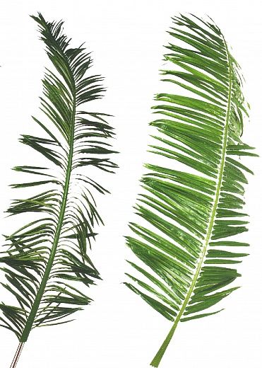 Gilmer date palm