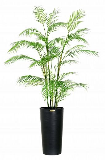 Date palm Elbay cachepot Dekollete Serso 46