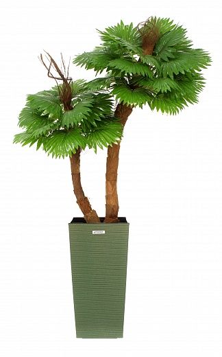 Palm Washingtonia Avassa cachepot Dekollete Cuno 46 Eco