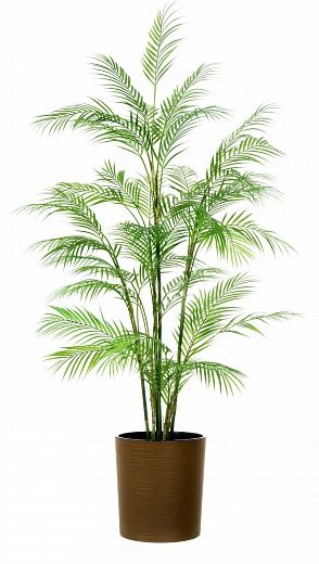 Elbay date palm 160 cachepot Dekollete Clasico 30 Eco