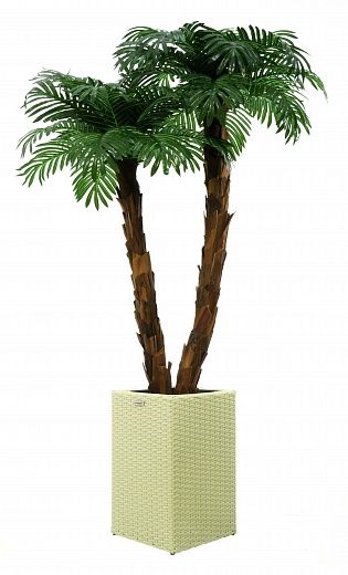 Palm Linara cachepot Dekollete Rattan Cube 50