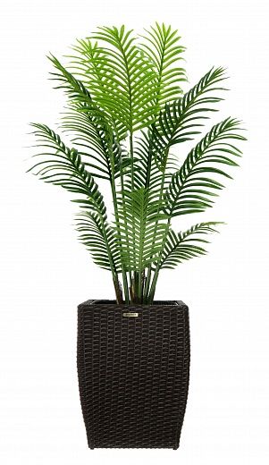 Date palm Madia cachepot Dekollete Rattan Cone 50