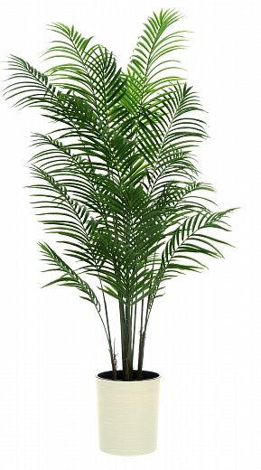 Date Palm Carthage Cachepot Dekollete Clasico 30 Eco