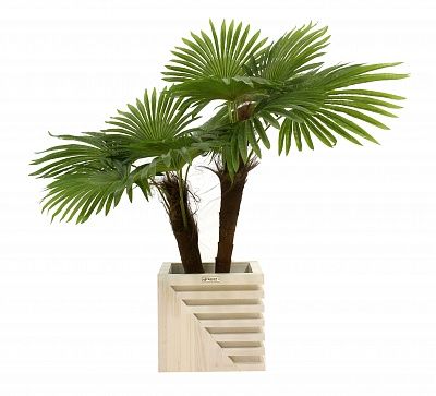 Washingtonia Karo planters Dekollete Stream 27