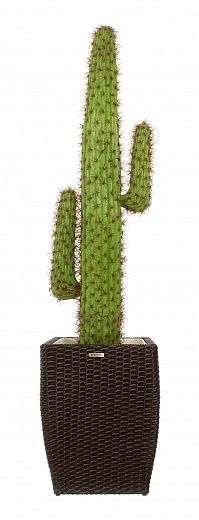 Cactus Mexico Cachepot Dekollete Rattan Cone 50