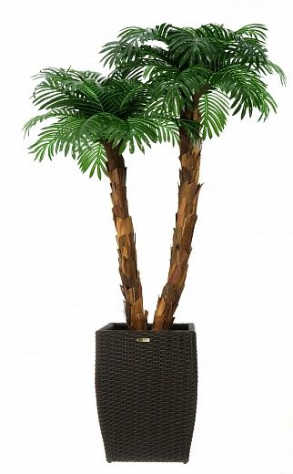 Palm Linara cachepot Dekollete Rattan Cube 32