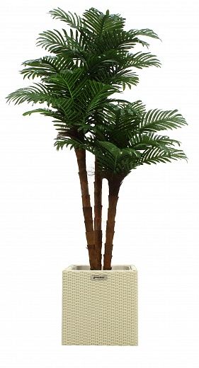 Date palm Atwood cachepot Dekollete Rattan Cube 32