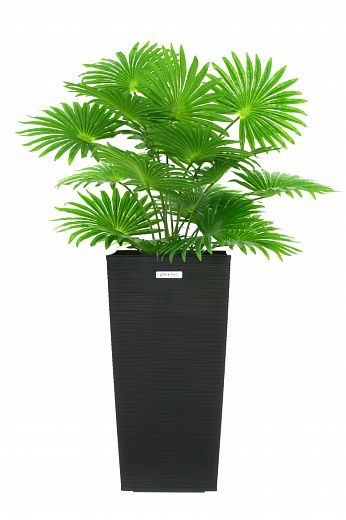 Palm Washingtonia Vittoria cachepot Dekollete Cuno 46