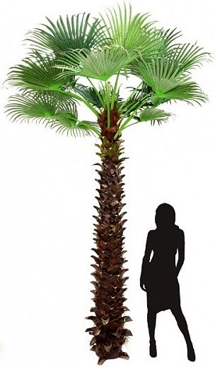 Washingtonia Jelong