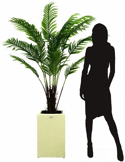 Date palm Bizerte cachepot Dekollete Rattan Cube 50 available for order 1 piece