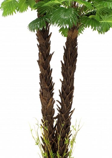 Palm Washingtonia malida cachepot Dekollete Chess 30 Color