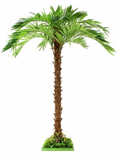 Mergui date palm