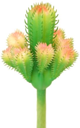 Cactus Cuer