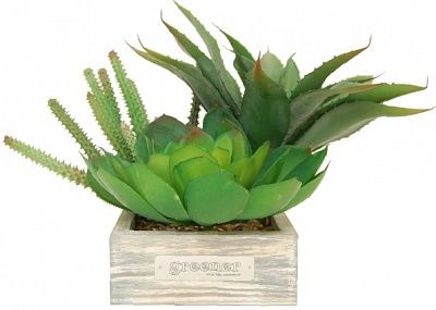 Succulent composition Roni cachepot Dekollete