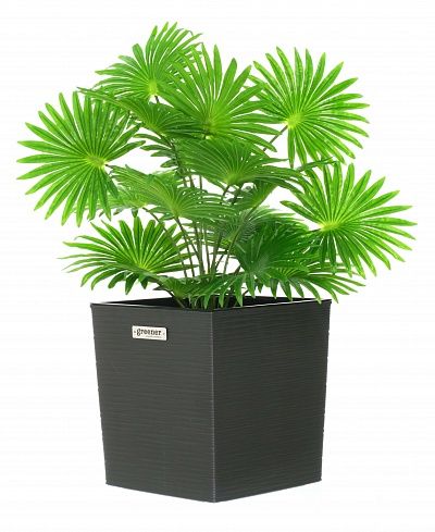 Palm Washingtonia Vittoria cachepot Dekollete Clasico 30