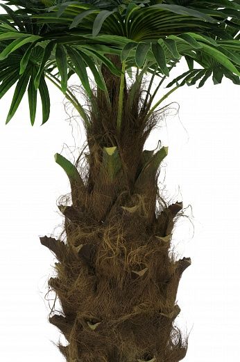 Washingtonia Hanan Cachepot Dekollete Roca Cube 40