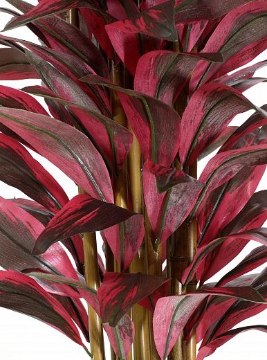 Calathea Jambi Cachepot Dekollete Stream