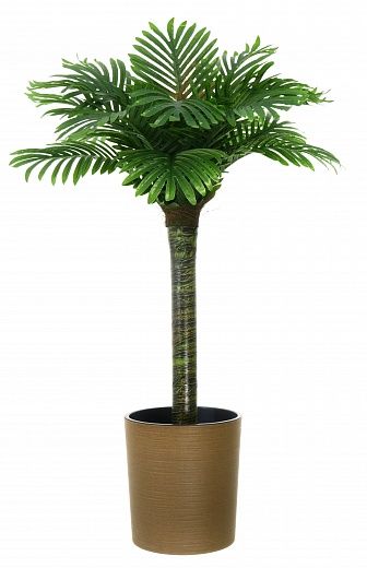 Date palm Saada cachepot Dekollete Clasico 30 Eco