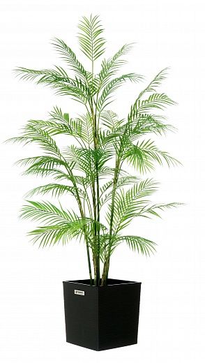 Elbay date palm 160 cachepot Dekollete Clasico 30