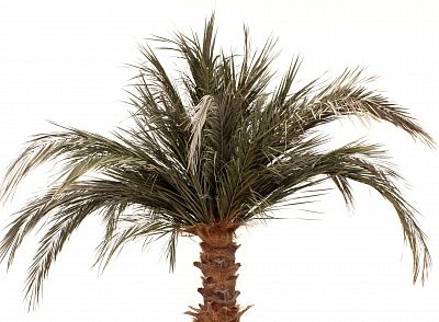 Townsville date palm available in order of 1 piece only