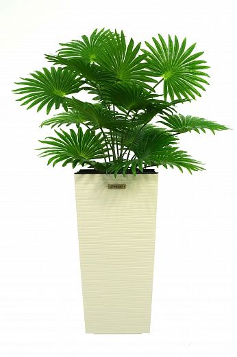 Palm Washingtonia Vittoria cachepot Dekollete Cuno 46