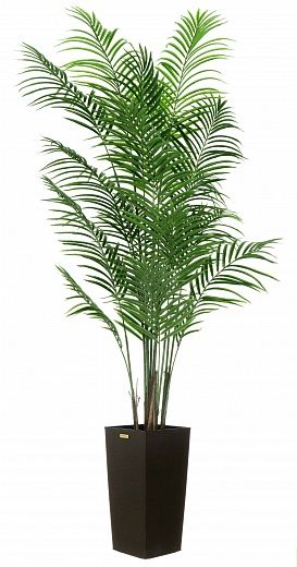 Date Palm Carthage Cachepot Dekollete Cuno 46