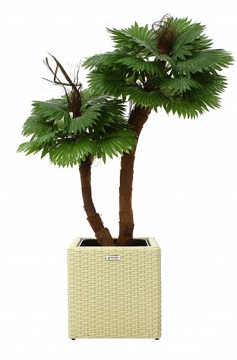 Palm Washingtonia avassa cachepot Dekollete Rattan Cube 32