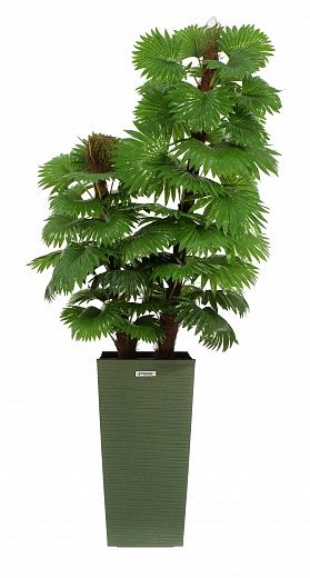 Palm Washingtonia Anaba cachepot Dekollete Cuno 46 Eco