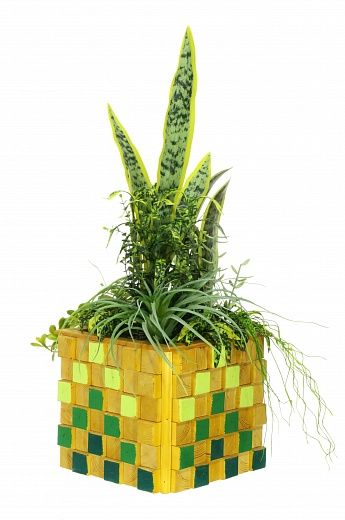 Sansevieria Gurun available to order 1 piece