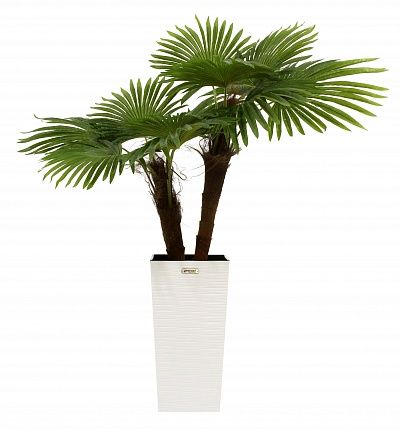 Washingtonia caro cachepot Dekollete Cubico 46