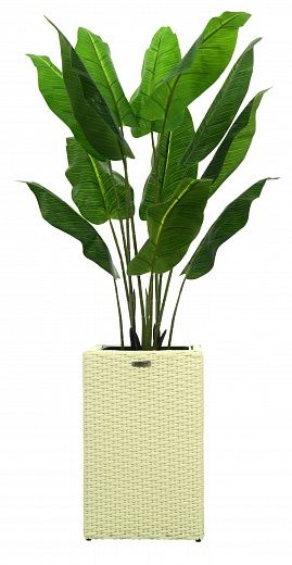 Banana Perey 120 cachepot Dekollete Rattan Cube 50