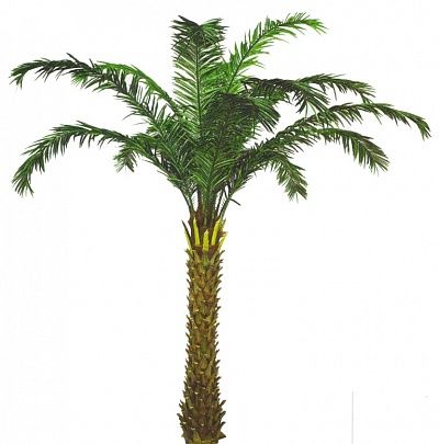 Megan's date palm