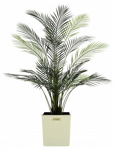 Date palm Kariba 150 cachepot Dekollete Clasico 30