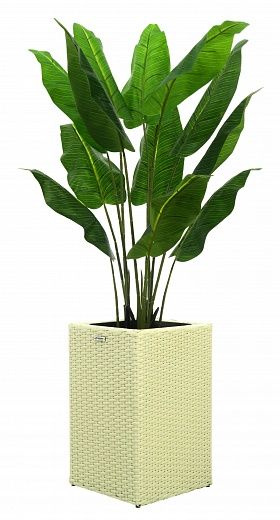 Banana Perey 120 cachepot Dekollete Rattan Cube 50