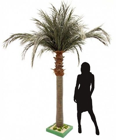 Townsville date palm available in order of 1 piece only