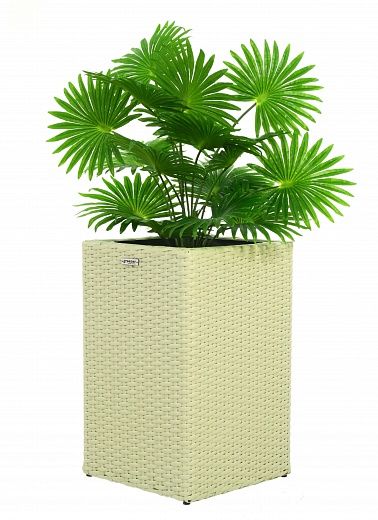 Palm Washingtonia Vittoria cachepot Dekollete Rattan Cube 50